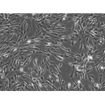 Human Schwann Cells (HSwC)